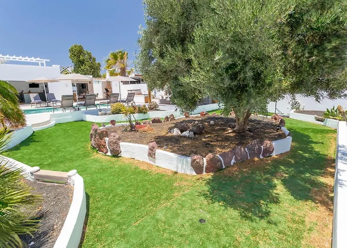 Olive Tree